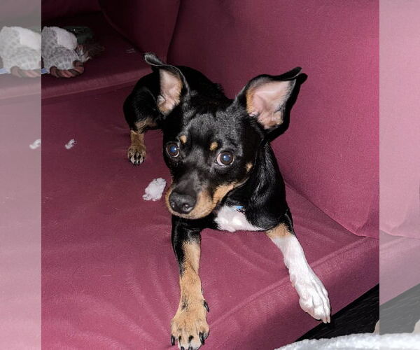 Medium Photo #1 Chihuahua-Unknown Mix Puppy For Sale in Melbourne, FL, USA