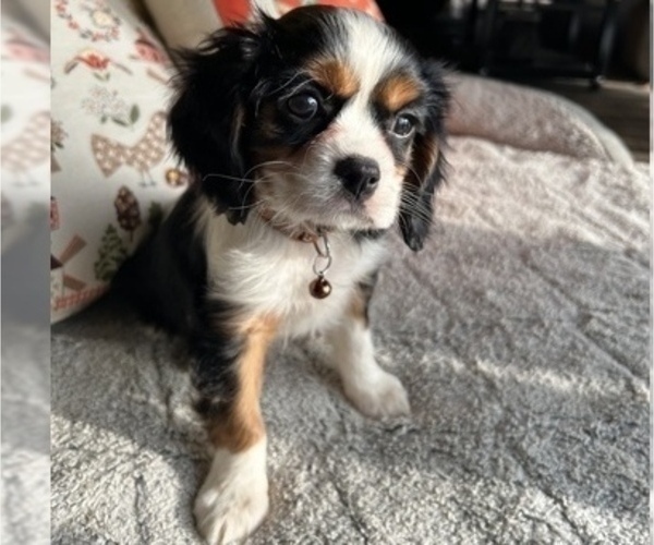 Full screen Photo #4 Cavalier King Charles Spaniel Puppy For Sale in LAWRENCE, MI, USA