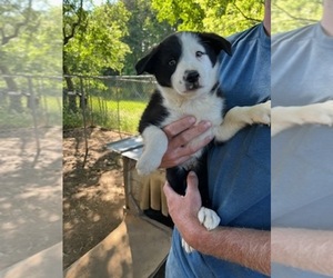 Border Collie Puppy for sale in CANTON, NC, USA