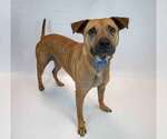 Small #5 Labrador Retriever Mix