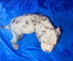 Small #5 American Bully