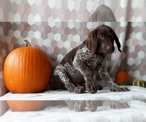 German Shorthaired Pointer Puppy for sale in LANCASTER, PA, USA