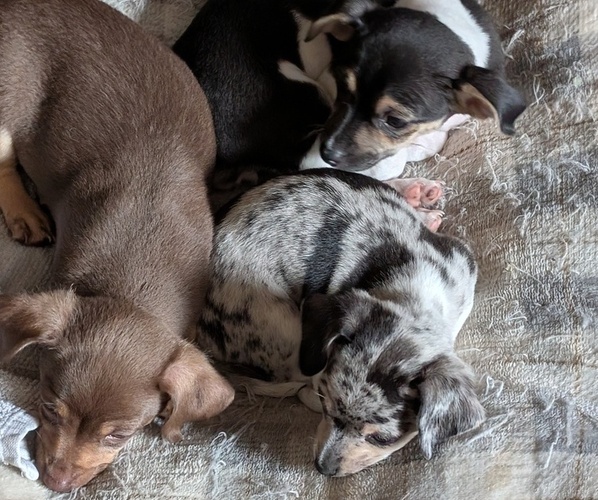 Medium Photo #1 Chiweenie Puppy For Sale in CAMANO ISLAND, WA, USA