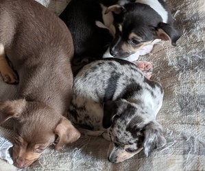 Chiweenie Puppy for Sale in CAMANO ISLAND, Washington USA