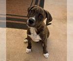 Small #3 Mutt