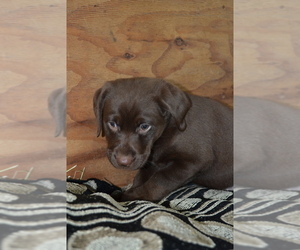 Medium Labrador Retriever