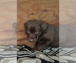 Puppy Londa Labrador Retriever
