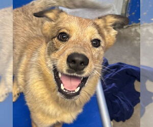 Mutt Dogs for adoption in Canton, CT, USA