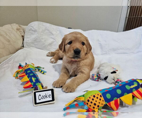 Medium Photo #18 Golden Retriever Puppy For Sale in WASECA, MN, USA