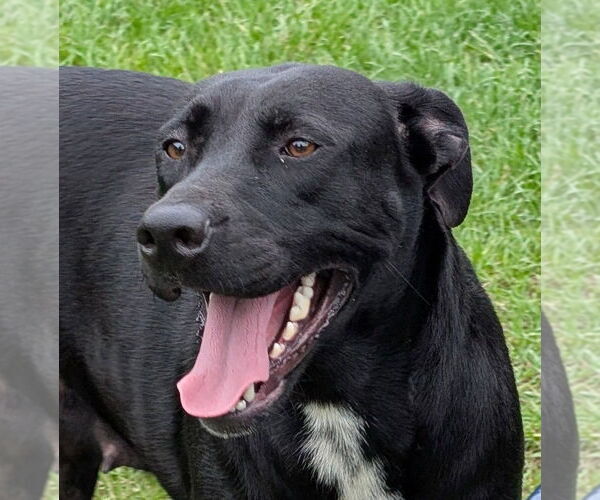 Medium Photo #12 Labrador Retriever-Unknown Mix Puppy For Sale in Canton, CT, USA