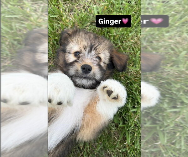 Medium Photo #1 Australian Shepherd-Unknown Mix Puppy For Sale in Aurora, IN, USA