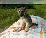 Small Photo #5 German Shepherd Dog Puppy For Sale in PIEDMONT, MO, USA