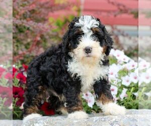 Bernedoodle (Miniature) Puppy for sale in LITITZ, PA, USA