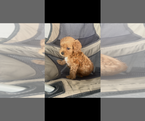 Cavapoo (Toy) Puppy for sale in NILES, MI, USA