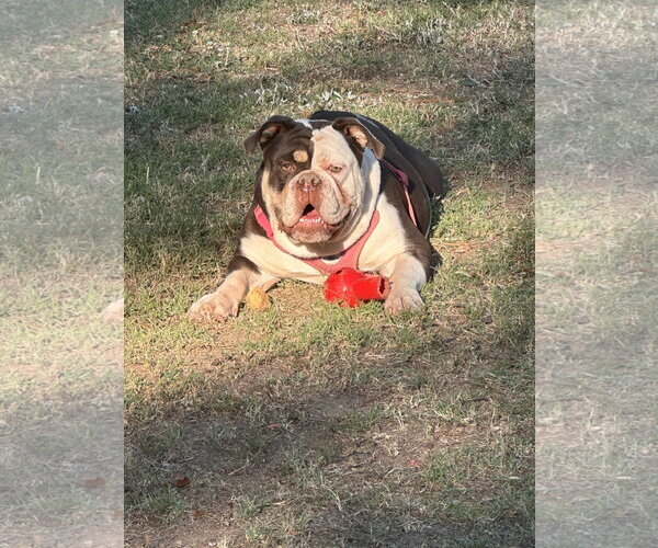Medium Photo #5 Bulldog Puppy For Sale in Holly Springs, NC, USA
