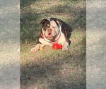 Small #4 Bulldog