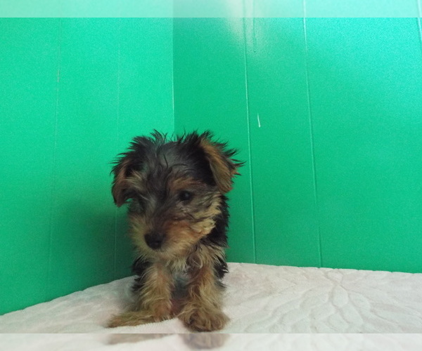 Medium Photo #1 Yorkshire Terrier Puppy For Sale in PATERSON, NJ, USA