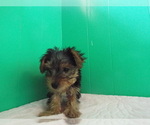 Small Photo #1 Yorkshire Terrier Puppy For Sale in PATERSON, NJ, USA