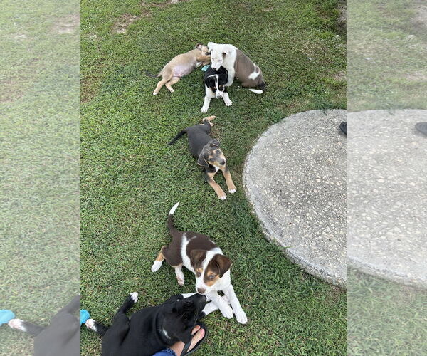 Medium Photo #5 Labrador Retriever-Unknown Mix Puppy For Sale in Garner, NC, USA