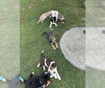 Small #4 Labrador Retriever Mix