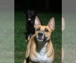 Small #4 American Staffordshire Terrier Mix