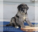 Small #1 Labrador Retriever-Miniature Bernedoodle Mix