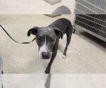 Small American Pit Bull Terrier