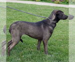Small #2 Coonhound Mix