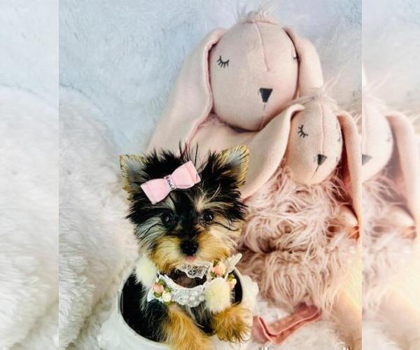 Medium Photo #17 Morkie Puppy For Sale in THONOTOSASSA, FL, USA