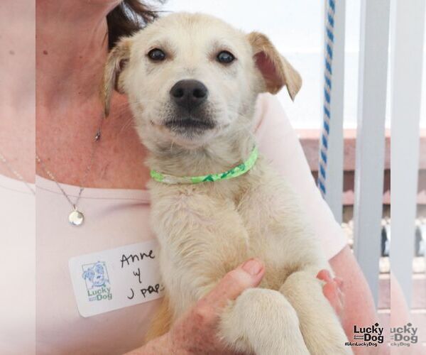 Medium Photo #4 Australian Shepherd-Unknown Mix Puppy For Sale in Washington, DC, USA