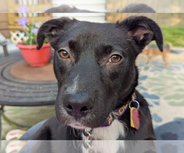 Medium Photo #10 Labrador Retriever-Unknown Mix Puppy For Sale in Oakhurst, NJ, USA