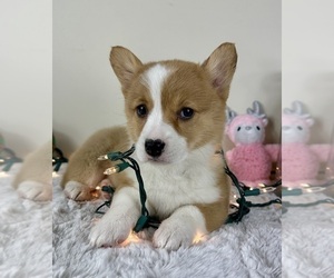 Pembroke Welsh Corgi Puppy for sale in GREENFIELD, IN, USA