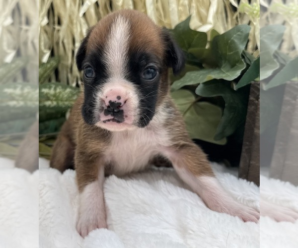 Medium Photo #6 Boxer Puppy For Sale in PAWNEE CITY, NE, USA