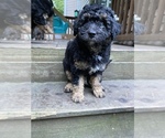 Small Photo #53 Aussiedoodle Miniature  Puppy For Sale in COMMERCE, MI, USA