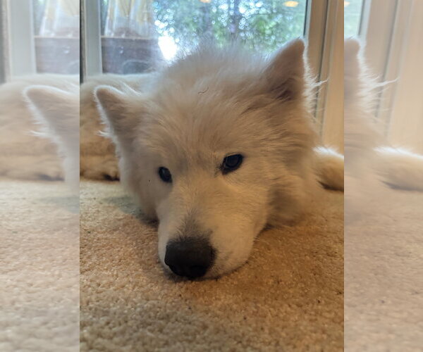 Medium Photo #3 Samoyed Puppy For Sale in Sykesville, MD, USA
