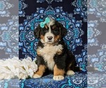 Small Photo #1 Bernese Mountain Dog Puppy For Sale in NEW HOLLAND, PA, USA