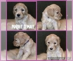 Small Photo #7 Goldendoodle Puppy For Sale in VESTA, MN, USA