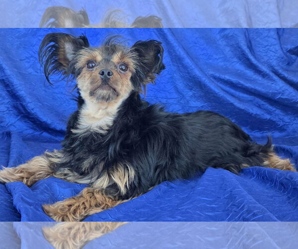 Medium Photo #2 Mutt Puppy For Sale in Cuba, NY, USA