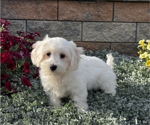 Coton de Tulear Puppy for sale in CANOGA, NY, USA