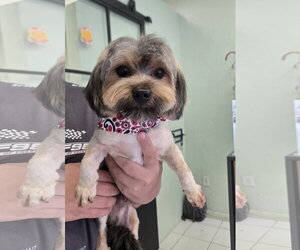 COURTESY POST: Lucas - Male Mutt Dog for Adoption
