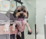 COURTESY POST: Lucas - Male Mutt Dog for Adoption - Small photo