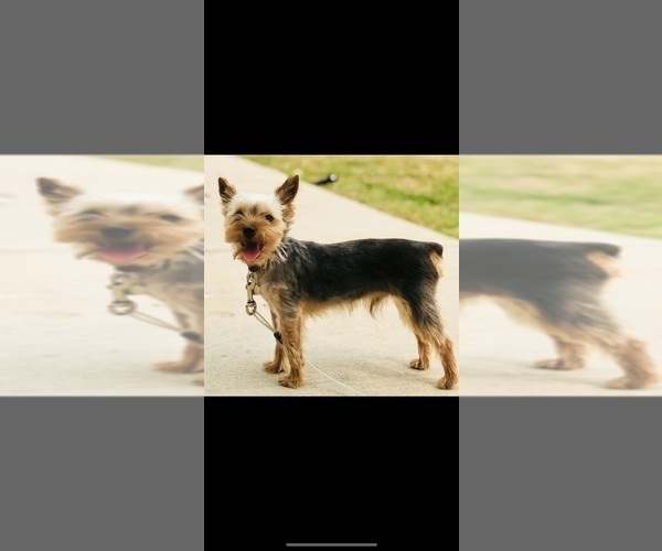 Medium Photo #1 Dachshund-Dorkie Mix Puppy For Sale in WINDSOR, CO, USA
