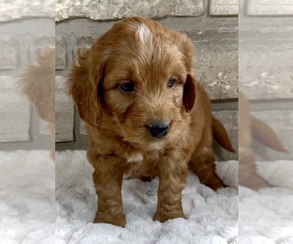 Medium Photo #10 Goldendoodle (Miniature) Puppy For Sale in RANDOLPH, WI, USA