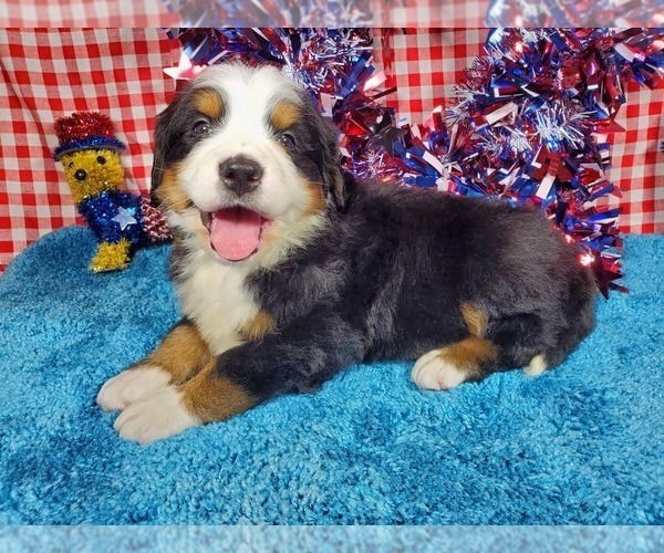 Medium Photo #3 Bernese Mountain Dog Puppy For Sale in BLACK FOREST, CO, USA