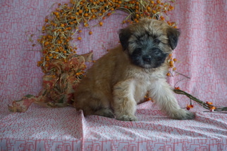 Soft Coated Wheaten Terrier Puppy for sale in FREDERICKSBG, OH, USA