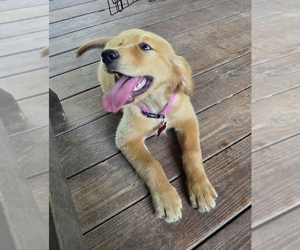 Medium Photo #6 Golden Retriever Puppy For Sale in OKTAHA, OK, USA