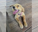 Small #5 Golden Retriever