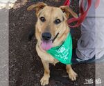 Small #1 German Shepherd Dog Mix
