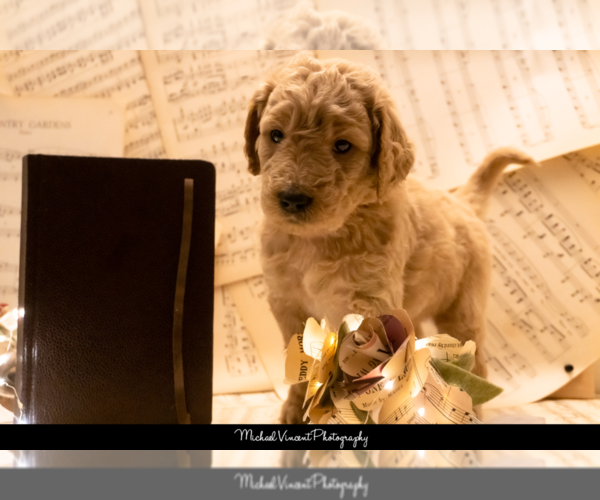 Medium Photo #6 Goldendoodle Puppy For Sale in ESCOHEAG, RI, USA