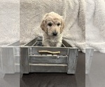 Puppy Teddy Goldendoodle